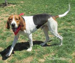 Black and white treeing walker coonhound. Treeing Walker Coonhound Dog Breed Information And Pictures