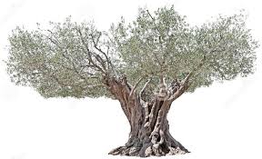 Bildresultat för olivträd
