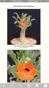 Image result for Pterodiscus aurantiacus