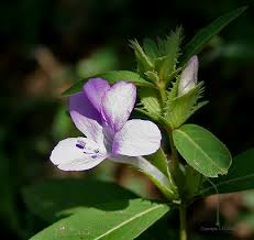 Image result for Barleria setosa