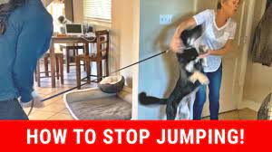 Dogs get to say hello face to face when they jump and even better, it's guaranteed to get attention. How To Stop My Dog From Jumping On Strangers Youtube
