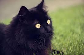 If you dreamed about an aggressive cat, that might be an indication of some problems with feminine aspects of yourself. If You Dream A Cat Of This Colour Then You Are Soon Going To Be Rich Newstrack English 1