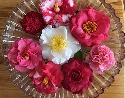 The Camellia Bowl Is A Tradition I Ll Joyfully Share With Flower Lovers Everywhere In 2021 Flower Lover Flower Decorations Flowers