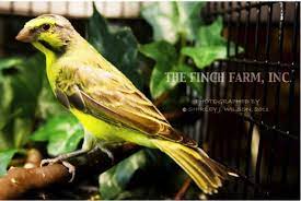 Green Singer Pet Bird Cage Pet Birds Canary