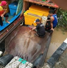 We did not find results for: Giant 280 Kg Stingray Caught By Fishermen In Malaysian River View Pics Of The Rare Monstrous Looking Sea Creature Latestly