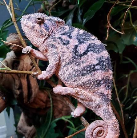 Did you know that female panther chameleons can display pink coloration? 💗  This beauty is from Elite Exotics Buffalo. TRR is made possible by Reptile  Basics