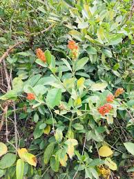 Image result for Citharexylum