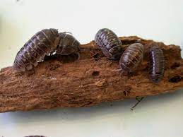 If you remove where they are living they will start to disappear. Insect Pests Of Vegetables Agriculture And Food