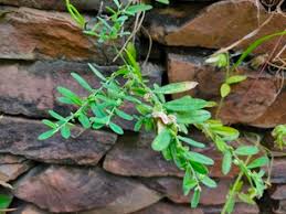 Image result for Polygala erioptera