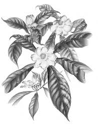 Image result for Justicia fittonioides