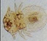 Image result for what do lice look like in dog fur