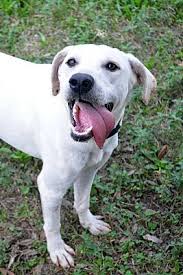 How to pick a right puppy are you planning to bring home a cute, innocent creature to play with your kids and to. Southington Ct Labrador Retriever Meet Katie A Pet For Adoption
