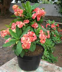 Supaya nanti, kita pohon apel sudah besar dan siap berbuah, pohon apel yang ditanam oleh. Cara Menanam Dan Merawat Tanaman Hias Dalam Pot Tanaman Hias