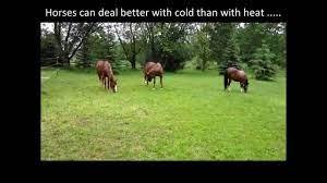Horses In Pouring Rain Horses Belong Outside Rain Or Shine Youtube
