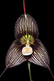 Purple Carrots Fairy Smoke Trivial Tuesdays Black As Night Orchid Plant Care Orchids Orchid Plants