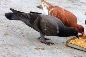 Burung merpati adalah salah satu burung dengan karakter ramah yang cukup terkenal di kalangan masyarakat awam. Cara Memelihara Merpati Dan Merawat Mulai Dari Piyik Hingga Dewasa Bagi Info