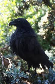 Black Bird With Black Beak Naald Vilten Crow Raven Ooak Raven Naald Vilten Vogels Black Bird In 2020 Vilten Vogels Kraai Vogels
