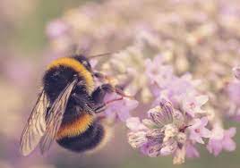We have a vision for a world where bumblebees are thriving and valued. Climate Change Linked To Drop In Bumble Bee Numbers Study The Scientist Magazine