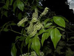 Image result for Melicoccus