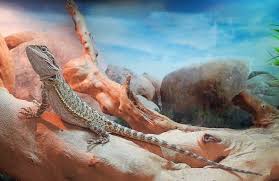 Terrariums terrarium reptile reptile room reptile cage diy sliding door diy door hermit crab tank snake enclosure bearded dragon cute. Bearded Dragon Habitat 7 Tips To Setup The Best Enclosure Everything Reptiles