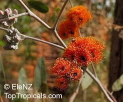 Image result for Eucalyptus sp.