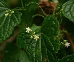 Image result for Zehneria scabra