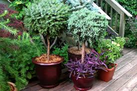 Chauncey freeman of fifth season took advantage of the hedges' height and added a little evening ambiance: 5 Fast Ways To Increase Outdoor Living Privacy Garbrella Pergolas