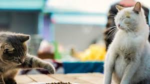 The Famous Cats Of Istanbul Take Center Stage In Kedi Cats Beloved Dog Animals