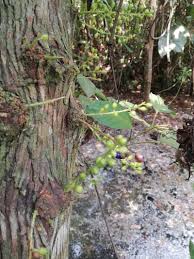 Image result for Maesobotrya