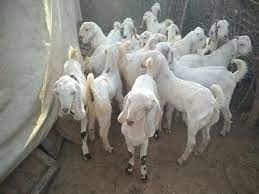 Rs 320 / kilogram get latest price. Sojat Goat By Maina B P Goat Farm Private Limited Sojat Goat Inr 350 Kilogram Approx Id 4132580