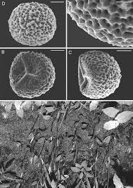 Image result for Indigastrum costatum