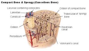 Describe how bones are nourished and innervated. Seer Training Structure Of Bone Tissue
