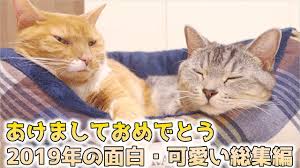 あけましておめでとう 猫ズの面白 可愛い動画2019年まとめ 可愛い 動画 猫 可愛い