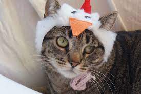 Chicken Hat For Cats Etsy Hat For Cat Chicken Hat Cats