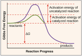 Enzymes And The Active Site Article Khan Academy