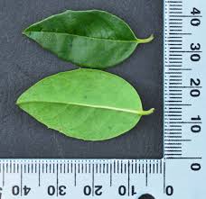 Image result for Cassinopsis tinifolia