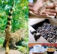 Here's how they make the most expensive coffee in the World ...