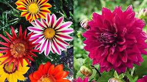 Such are the types of flowers you should send to. 7 Easy To Grow Winter Flowering Plants To Bring Colour And Butterflies Into Your Garden Lifestyle News India Tv