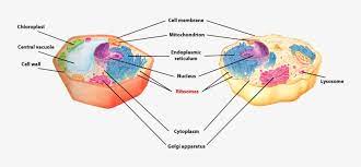 May 15, 2021 · in a eukaryotic cell, ribosomes constitute half ribosomal rna and half ribosomal proteins. Ribosomes Of A Plant And Animal Cells Is Labled Cytoplasm In Animal Cell And Plant Cell 800x345 Png Download Pngkit