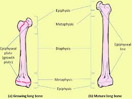 A long bone is a. Diagram Proximal Epiphysis Long Bone Diagram Full Version Hd Quality Bone Diagram Ldiagram Nuovogiangurgolo It