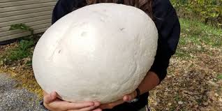 We did not find results for: Check Out The Size Of This Giant Puffball Mushroom Found In Iowa