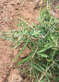 Image result for Leptactina platyphylla