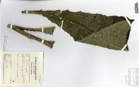 Image result for Vernonia karaguensis