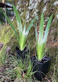 Image result for Neomarica northiana