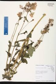 Image result for Crassocephalum crepidioides