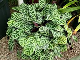 They are evergreen perennials, native to central and south america (primarily brazil). How To Care For A Ctenanthe Plant Never Never Plant Smart Garden Guide