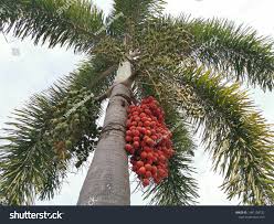 Image result for Arecaceae
