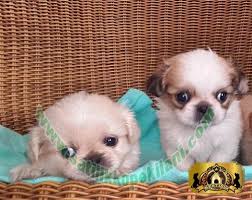 Bestdog Heaven Bursa Kopek Ciftiligi Satilik Kopek Ilanlari Kopek Yavru Kopek Hayvanlar
