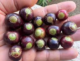 Image result for Nicolasia coronata