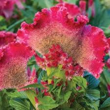 Image result for Celosia pandurata